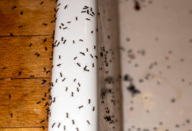 Reliable Fairway, KS Pest Control Solutions
